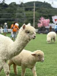 ฟาร์มแกะ ทุ่งสง  - นครศรีธรรมราช 🐑