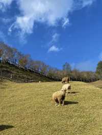 🐏在雲端與羊咩咩相遇！清境農場賞景、看秀、吃在地🍃 