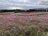 淡路島！花さじき！