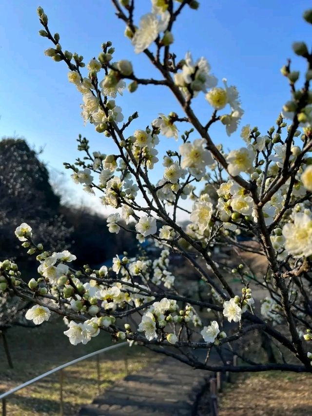 Okurayama Park – Yokohama’s Seasonal Sanctuary of Serenity