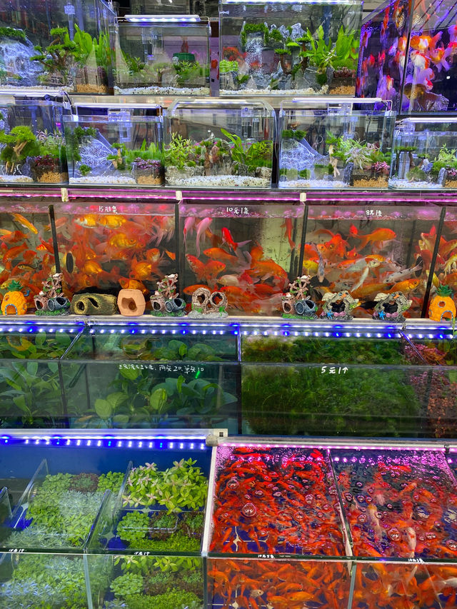 深圳｜荷蘭花卉小鎮🌸💐🌼
