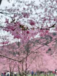 衫林溪🌲專屬櫻花河道櫻花林🌸