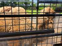 你知道日本有動物園可以餵獅子吃肉嗎？