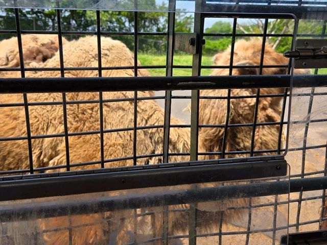 你知道日本有動物園可以餵獅子吃肉嗎？
