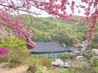 벚꽃 조각들 🌸🩷