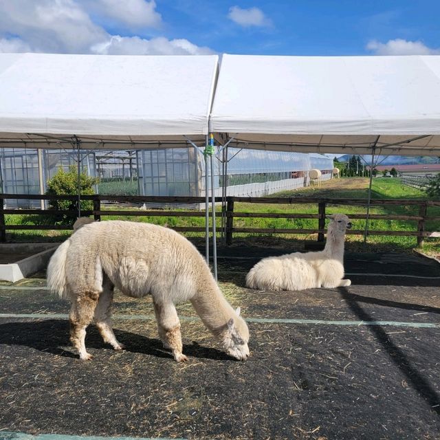 【長野】八ヶ岳アルパカ牧場