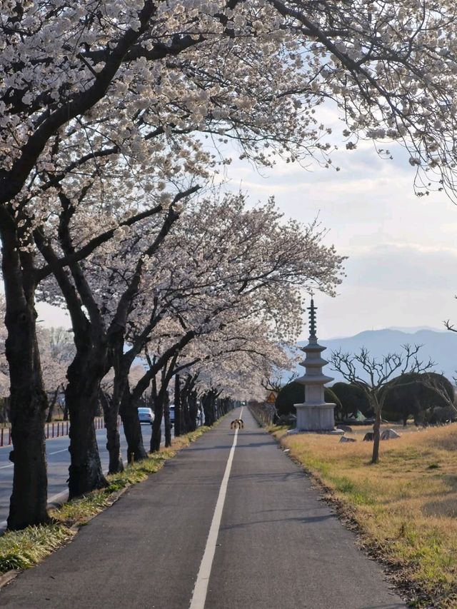 Gyeongju in Bloom