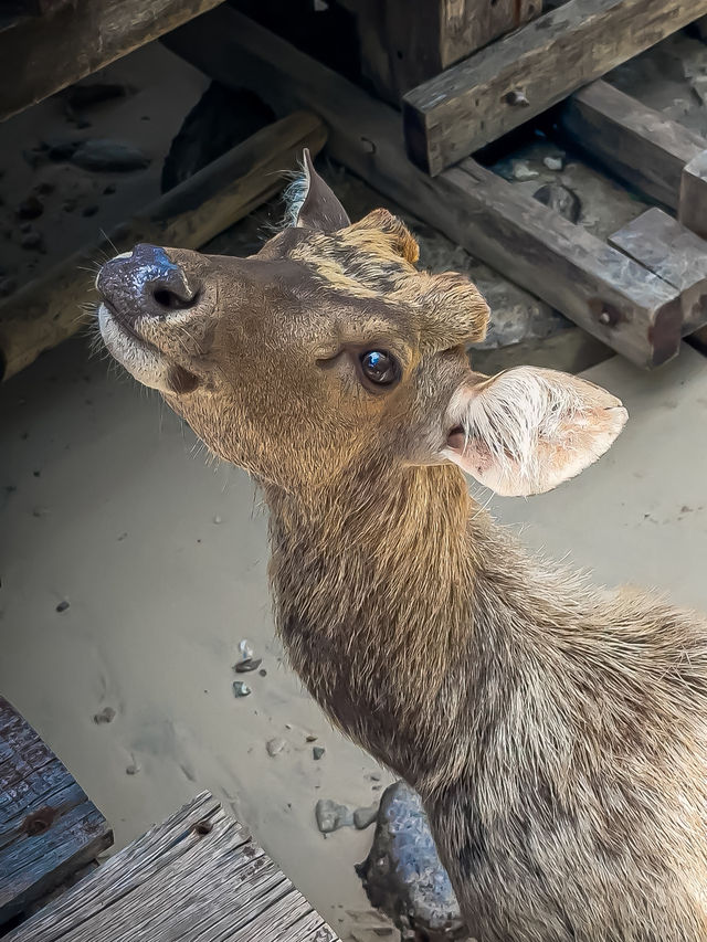 🇮🇩 야생사슴과 함께 도시락 먹을 수 있는 곳, 발리 멘장안🦌