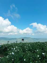 Whispers in White – A Stroll Through Ying Yong Flower Garden