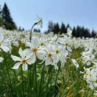 Montreux’s Narcissus Poeticus Fields: A Springtime Fairytale on Lake Geneva