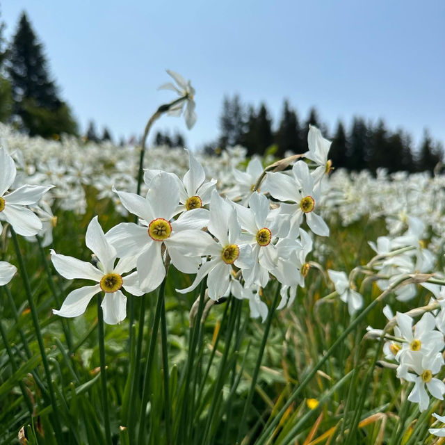 Montreux’s Narcissus Poeticus Fields: A Springtime Fairytale on Lake Geneva