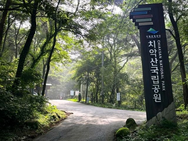 Trees, Chill Vibes, and Unexpected Wow