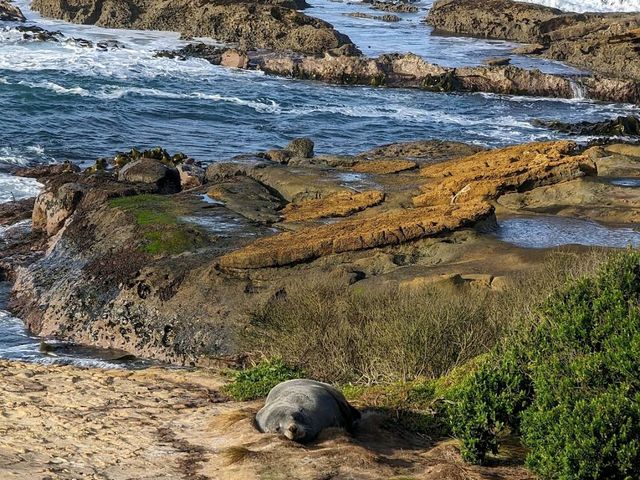 Otago Peninsula