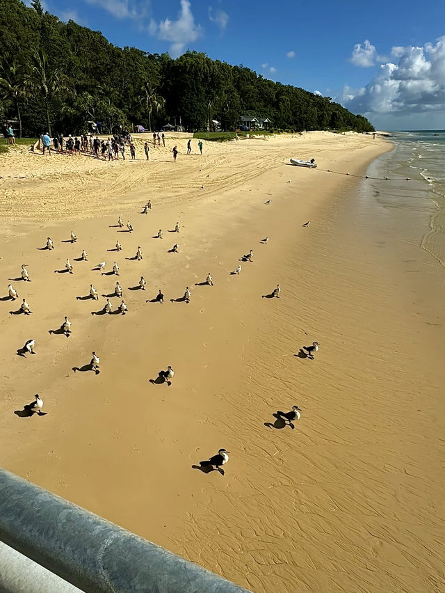 ออสเตรเลีย🇦🇺