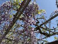 花開見佛-銚子妙福寺與來自京都的臥龍の藤