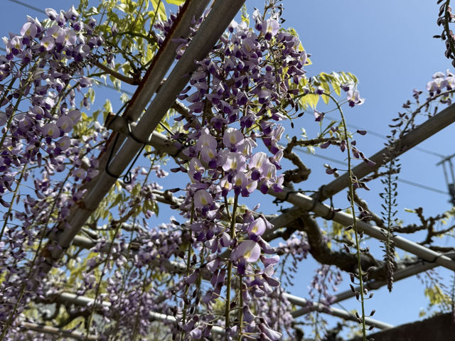 花開見佛-銚子妙福寺與來自京都的臥龍の藤
