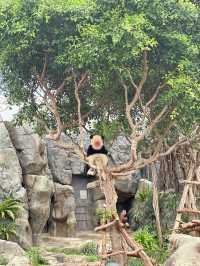 看熊貓不一定要到四川 來香港海洋公園！