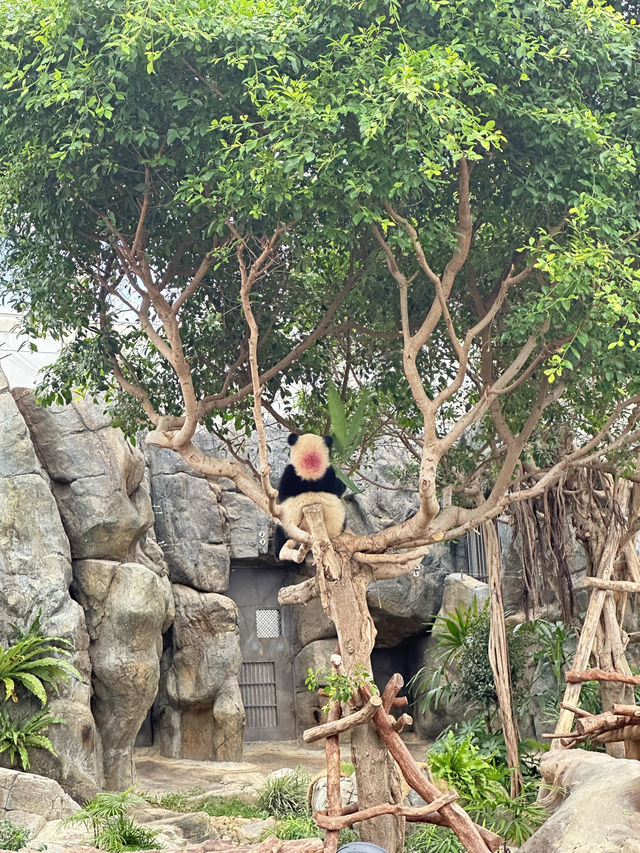 看熊貓不一定要到四川 來香港海洋公園！