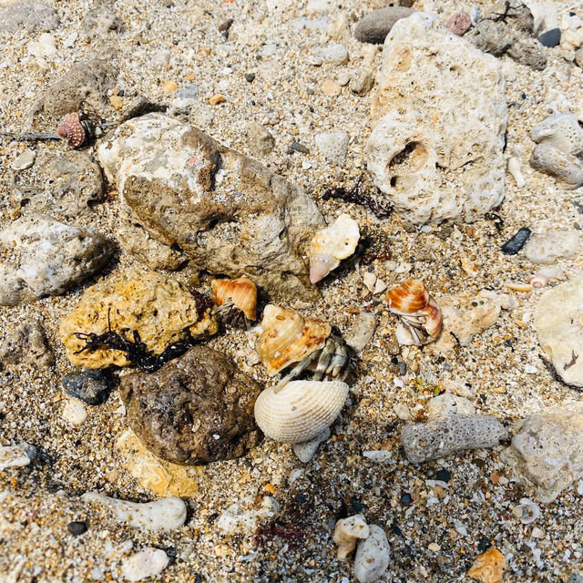 屏東車城 🌊後灣沙灘 大自然的生態教室 還有好多寄居蟹
