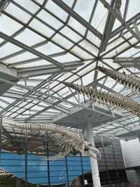 A Deep Exploration of Nature – My Visit to the Osaka Museum of Natural History 🦕