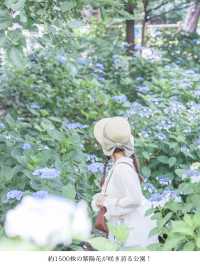 【小平市】人気上昇必至！あまり知られていない？！都内あじさいスポット