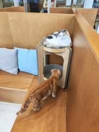 Harajuku Cat cafe that boosts your mood!