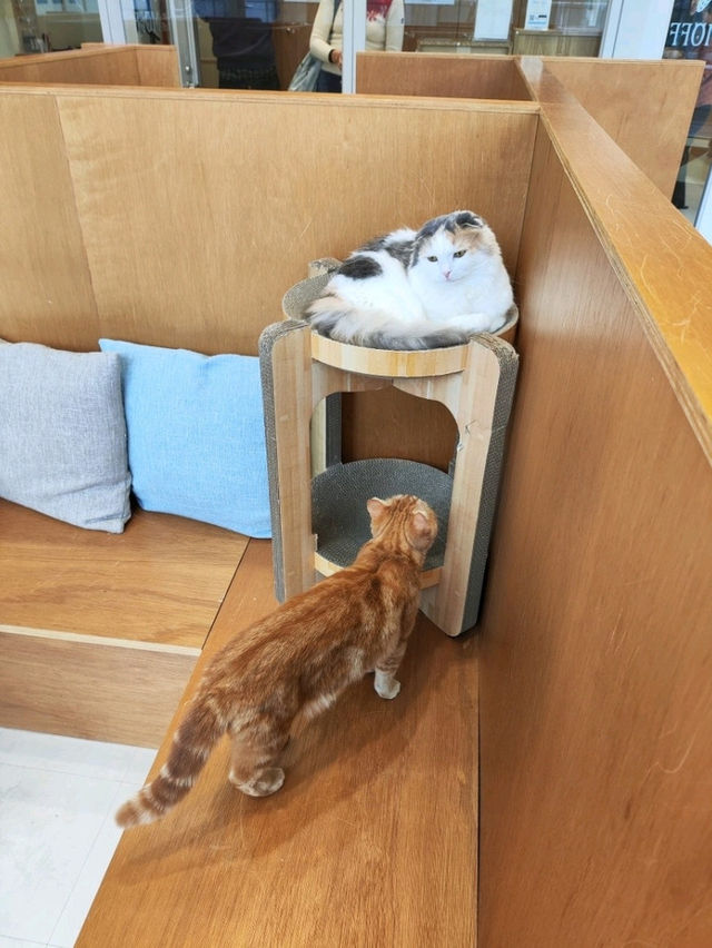 Harajuku Cat cafe that boosts your mood!