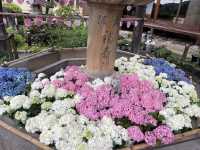 宇治人氣 過萬棵紫陽花 神社