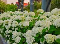 Hydrangea festival at Jangsaengpo Whale museum