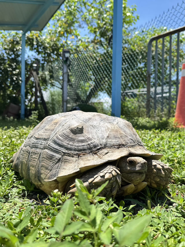 臺灣屏東🌳【這裡是毛小孩的遊樂園，也是爸媽的美食基地！】