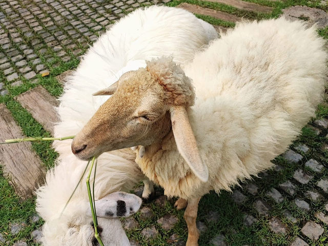 初めてのラム料理が、ここまで美味しいなんて驚き！🌿✨