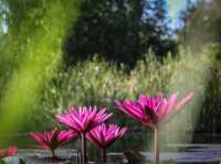 Water Bird Park 