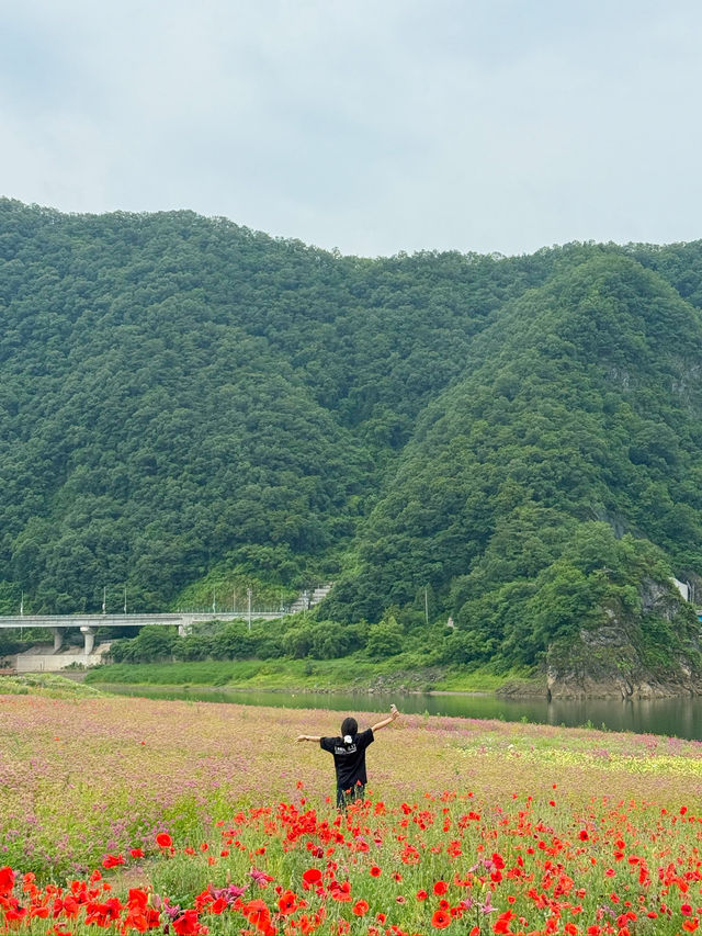 양귀비가 가득한 단양 도담정원 💗