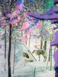 ให้อาหารกวางเรนเดียร์ China Snow Town 