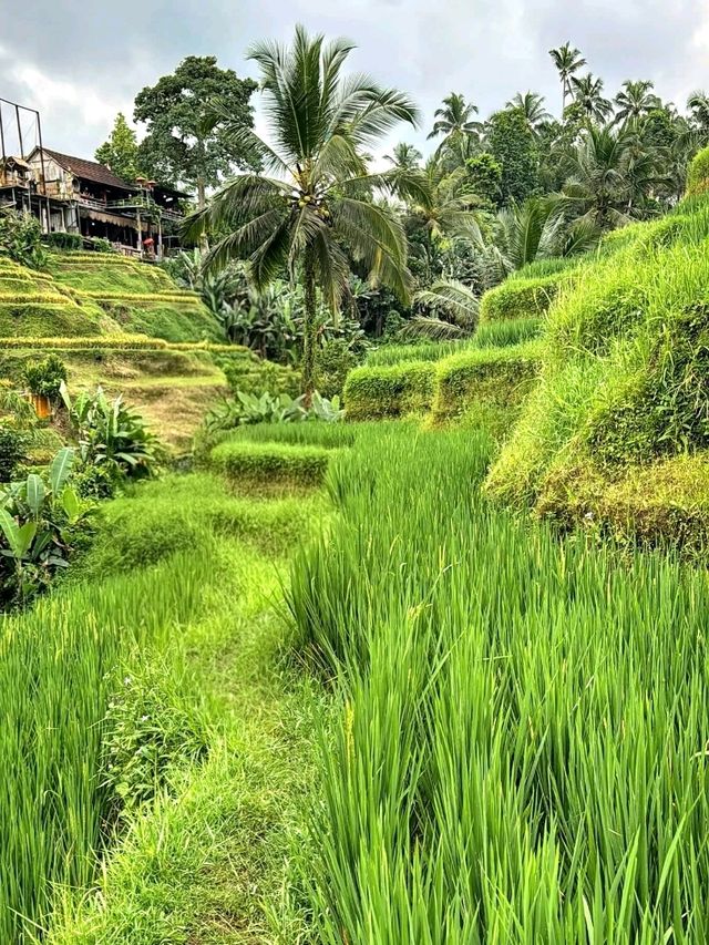 Greens That Breathe: A Morning at Tegallalang