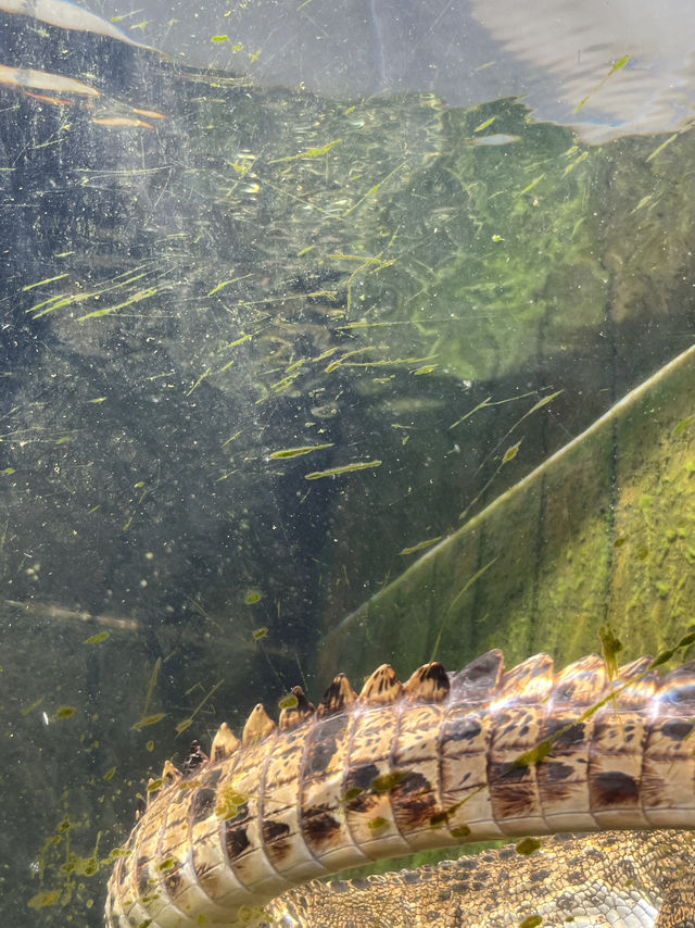 🐊 Face to Face with Giants in Darwin 🦎🌴