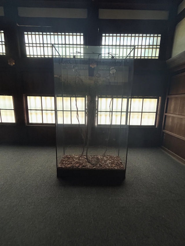 【京都御所】雅な空気に包まれる🌸皇室の歴史と美を感じる静寂の空間