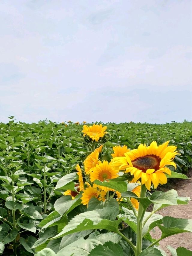 여름 꽃 축제