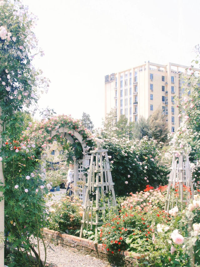 Haining Flower Garden Expo｜Stepped Into a Monet Dreamland 🖌️✨