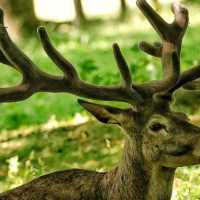 Wollaton Hall and Deer Park is a place you want to visit if you are visiting Nottingham