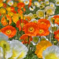 🌻🐄 *Hana Hiroba Farm (花ひろばファーム): A Flower-Filled Escape in Japan’s Countryside* 🌸🚜