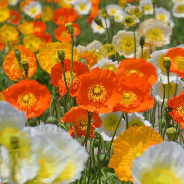 🌻🐄 *Hana Hiroba Farm (花ひろばファーム): A Flower-Filled Escape in Japan’s Countryside* 🌸🚜