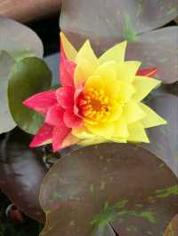 Hangzhou Botanical Garden – Where Science Meets Song Dynasty Poetry