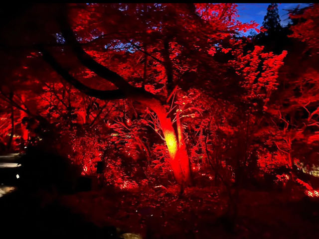 【御船山楽園】四季が彩る幻想庭園で、心ほどけるひととき🌸🍁🌌