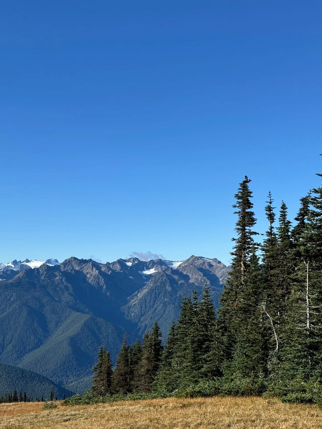 🌲 Olympic National Park Day Trip – Mountains, Lakes, Beaches & Twilight Vibes