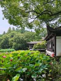 Peak Bloom Alert – July’s Lotus Finale！