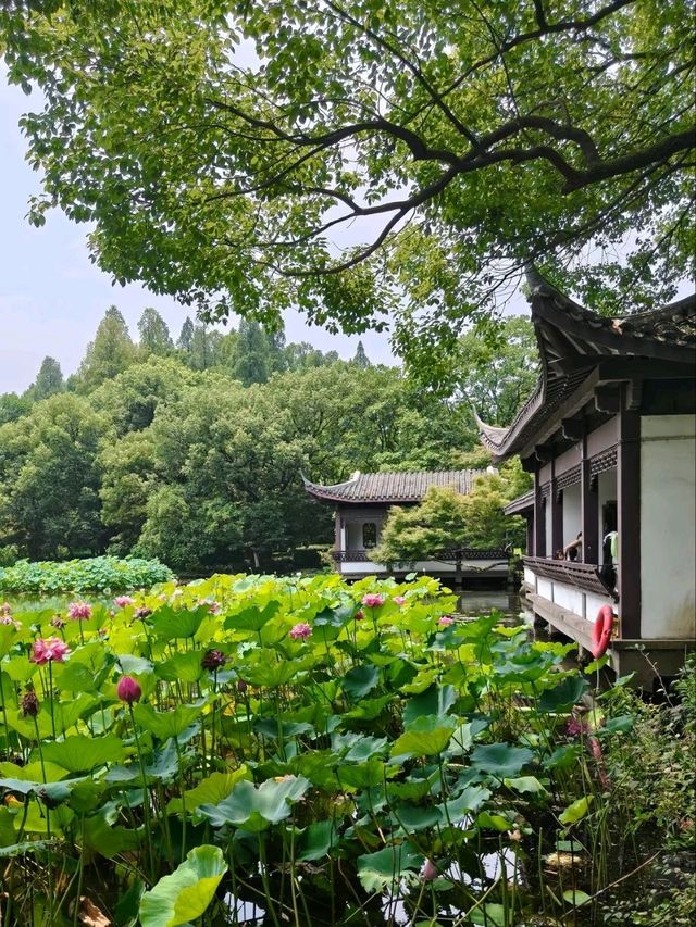 Peak Bloom Alert – July’s Lotus Finale！