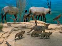 Immersive Cultural Journey at the National Museum of Qatar