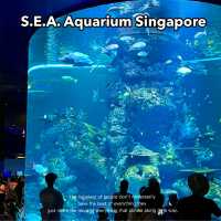  🌊 SEA Aquarium Singapore – Dive Into the Deep Blue 🐠🐟