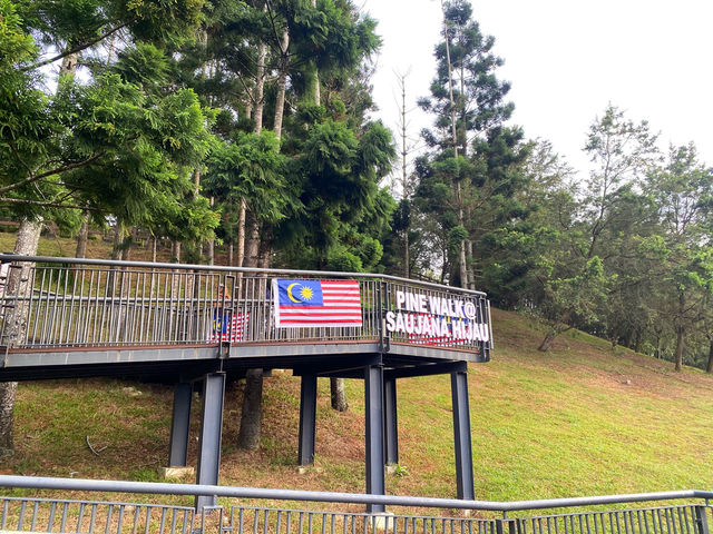 Pine Walk at Taman Saujana Hijau – Where Trees Are Taller Than Your Problems Pine Walk at Taman Saujana Hijau – Where Trees Are Taller Than Your Problems